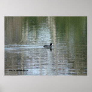 Lone Duck Poster