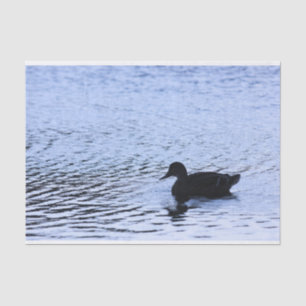 Lone Duck Wildlife Lake Water Ripples Photography Tissue Paper
