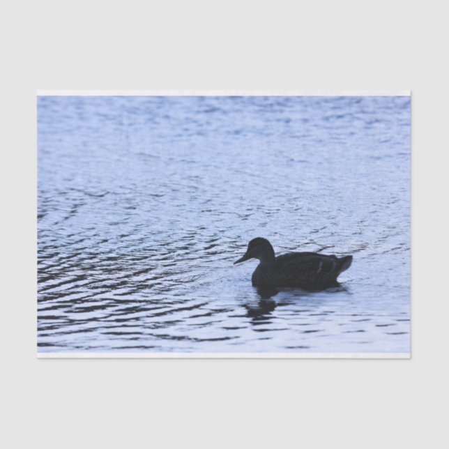 Lone Duck Wildlife Lake Water Ripples Photography Tissue Paper (Front)