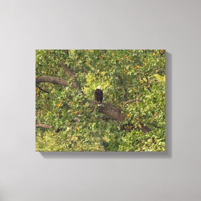 Lone Eagle Canvas Print (Front)
