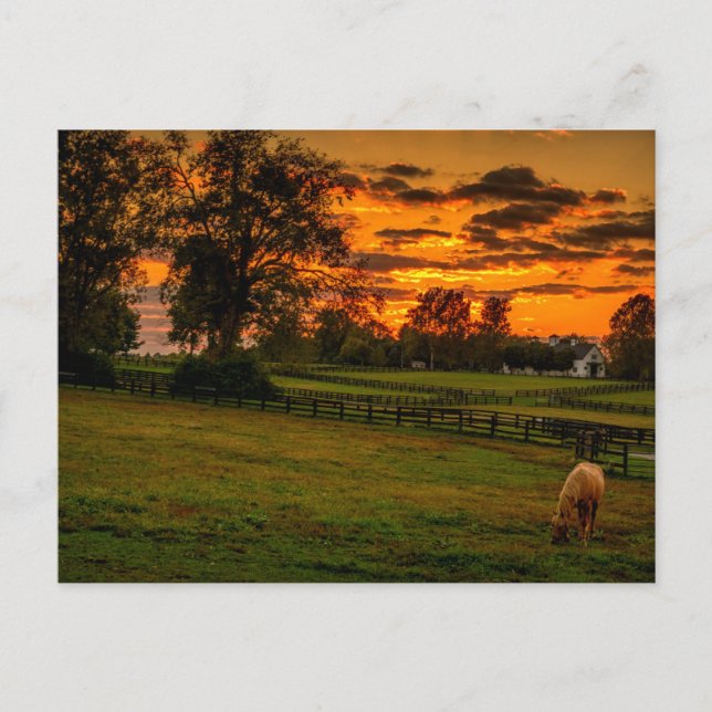 Lone horse at sunset postcard (Front)