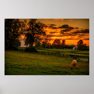 Lone horse at sunset poster