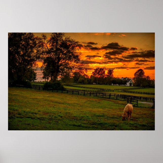 Lone horse at sunset poster (Front)