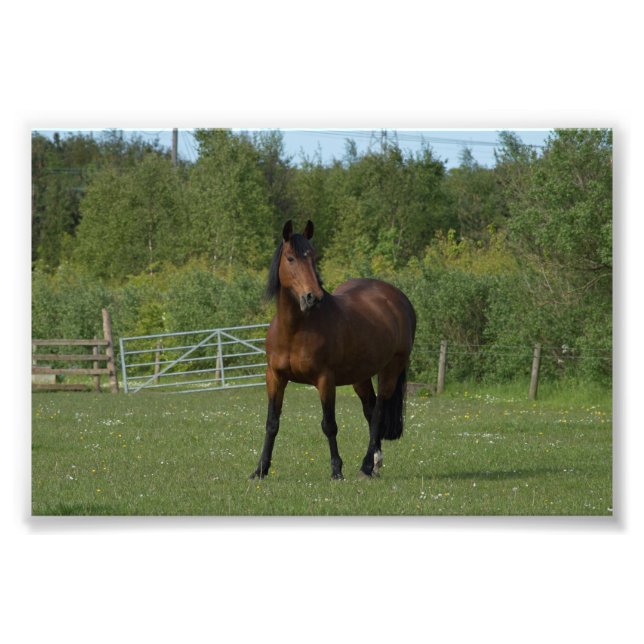 Lone Horse Photo Print (Front)