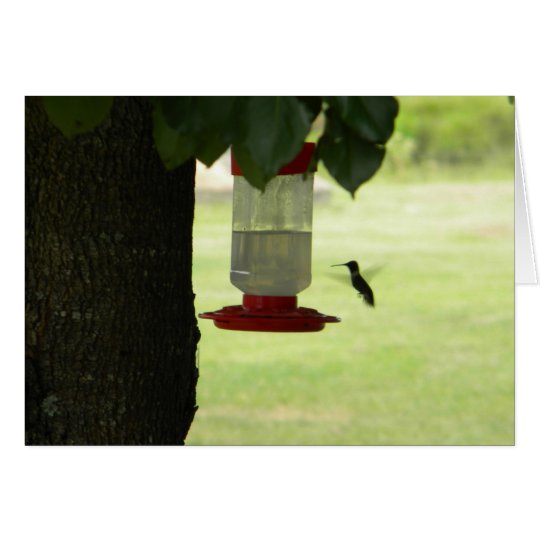 Lone Hummingbird Card