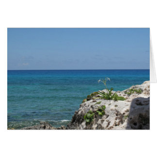 Lone Lily by the Sea