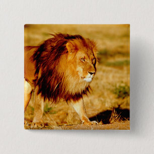 Lone Lion 15 Cm Square Badge