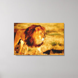 Lone Lion Canvas Print