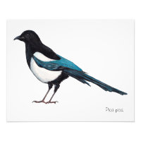 Lone Magpie