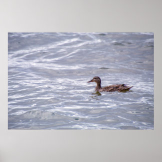 Lone mallard in the water poster
