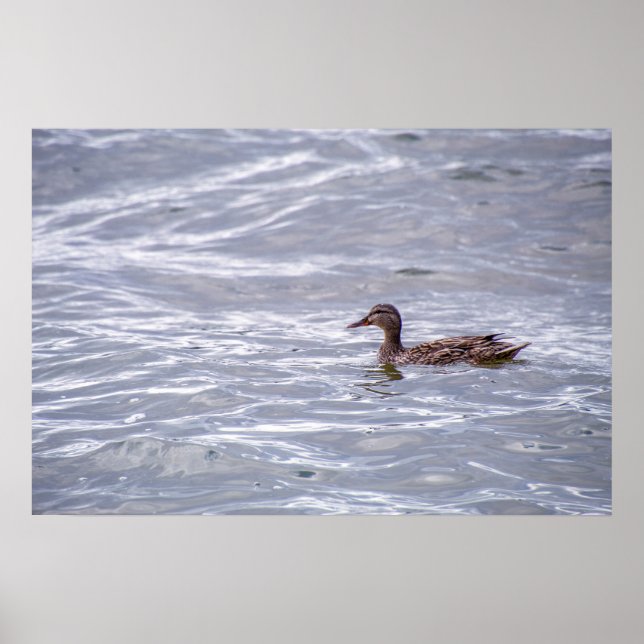 Lone mallard in the water poster (Front)