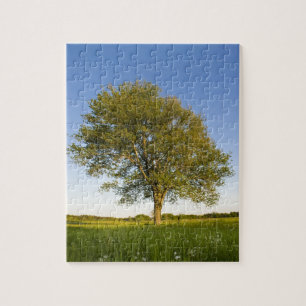Lone maple tree in hay field at Raymond Farm, Jigsaw Puzzle