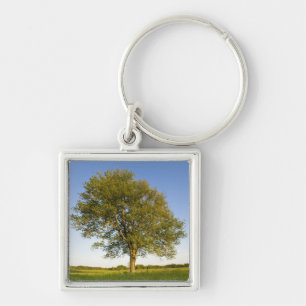 Lone maple tree in hay field at Raymond Farm, Key Ring