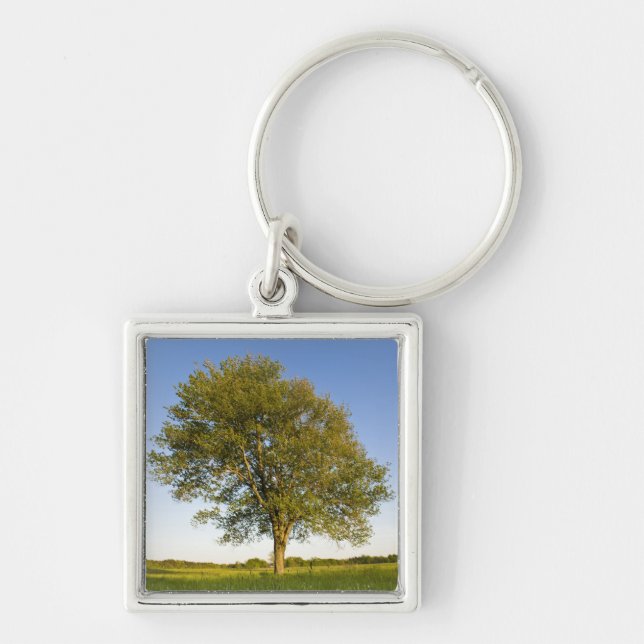 Lone maple tree in hay field at Raymond Farm, Key Ring (Front)