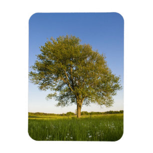 Lone maple tree in hay field at Raymond Farm, Magnet