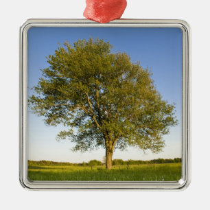 Lone maple tree in hay field at Raymond Farm, Metal Tree Decoration