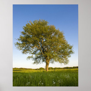 Lone maple tree in hay field at Raymond Farm, Poster