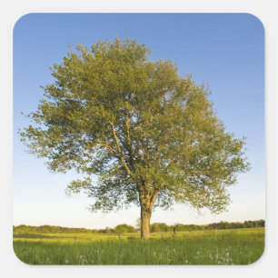 Lone maple tree in hay field at Raymond Farm, Square Sticker