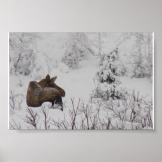 Lone Moose - Logan Guinn Poster
