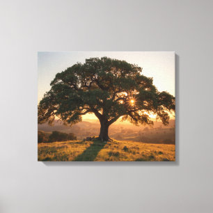Lone Oak Hill Country Poster - Texas Landscape Canvas Print
