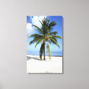 Lone Palm Canvas Print