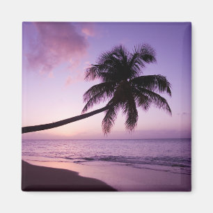 Lone palm tree at sunset, Coconut Grove beach 2 Magnet
