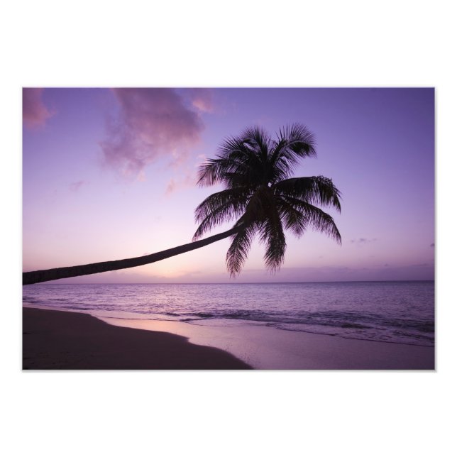 Lone palm tree at sunset, Coconut Grove beach 2 Photo Print (Front)