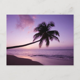 Lone palm tree at sunset, Coconut Grove beach 2 Postcard