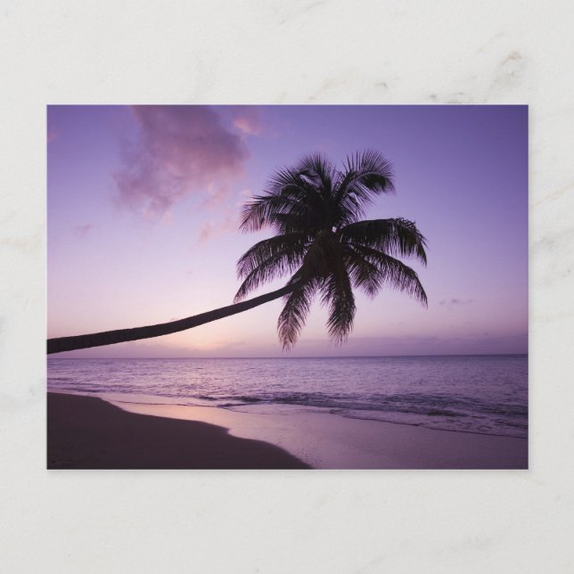 Lone palm tree at sunset, Coconut Grove beach 2 Postcard (Front)