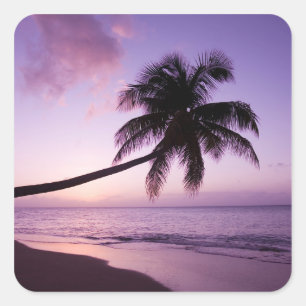 Lone palm tree at sunset, Coconut Grove beach 2 Square Sticker
