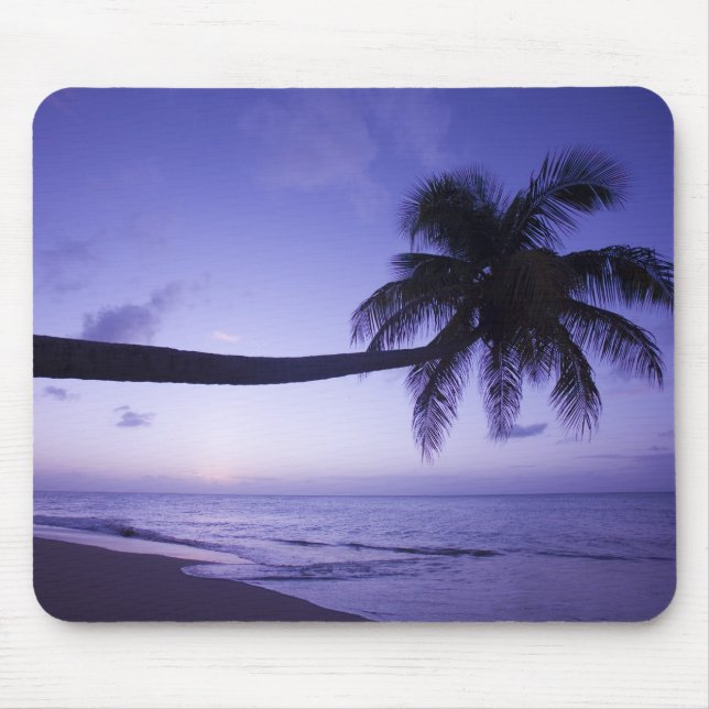 Lone palm tree at sunset, Coconut Grove beach 3 Mouse Mat (Front)