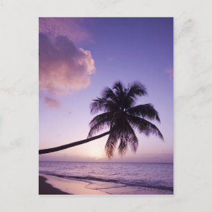 Lone palm tree at sunset, Coconut Grove beach Postcard