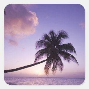Lone palm tree at sunset, Coconut Grove beach Square Sticker