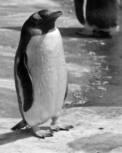 black and white penguin art wall décor zazzle co uk