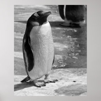 "Lone Penguin" Poster