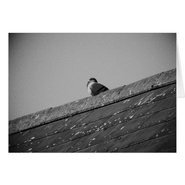 Lone Pigeon on a Roof (Front Horizontal)