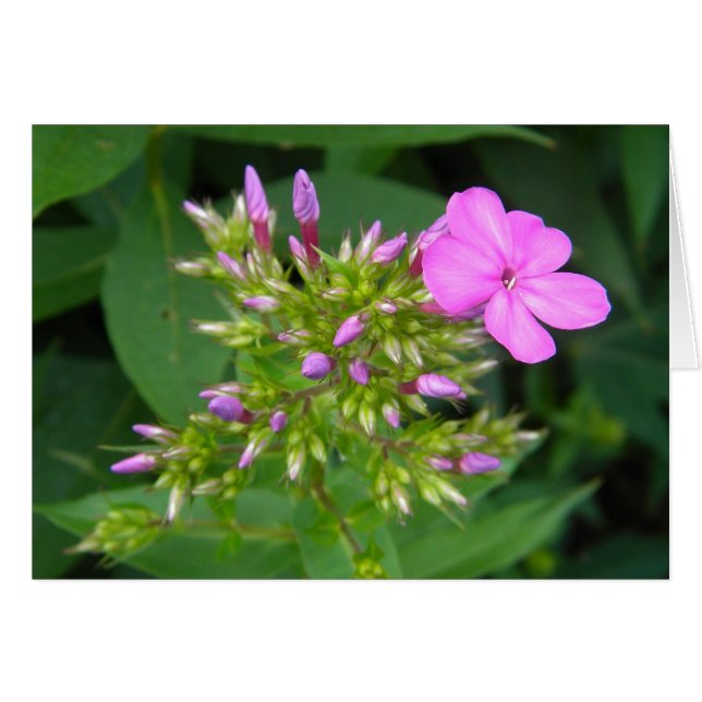 Lone Purple Phlox Bloom (Front Horizontal)