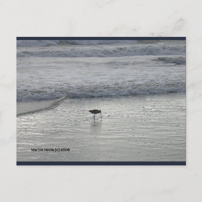 Lone Sandpiper | Blue Beach Song™ Postcard (Front)
