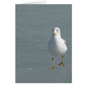 Lone Seagull on Mississippi River Ice