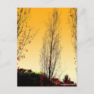 "Lone Sentinel" Postcard