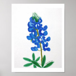 Lone Star Bluebonnet Print