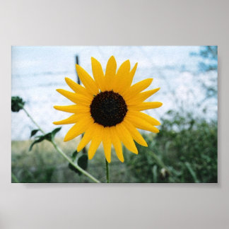 Lone Sunfloer Poster