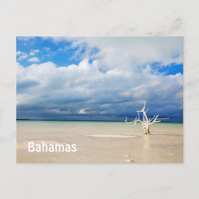 Lone tree at beach postcard (Front)