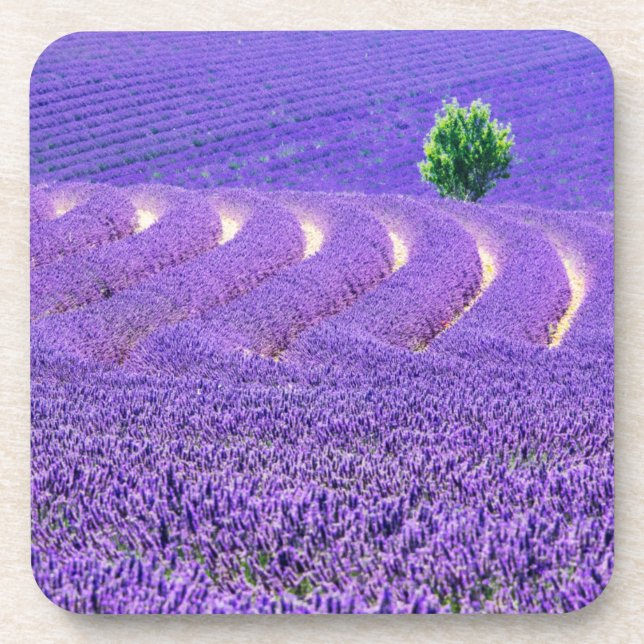 Lone tree in Lavender Field, France Coaster (Front)