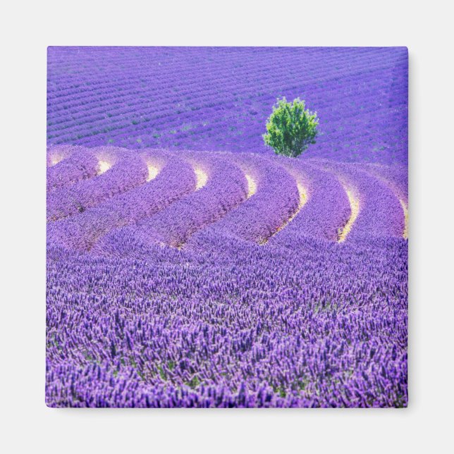 Lone tree in Lavender Field, France Magnet (Front)