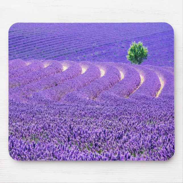 Lone tree in Lavender Field, France Mouse Mat (Front)
