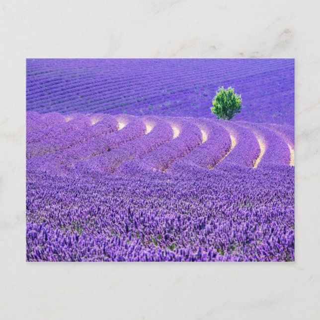 Lone tree in Lavender Field, France Postcard (Front)