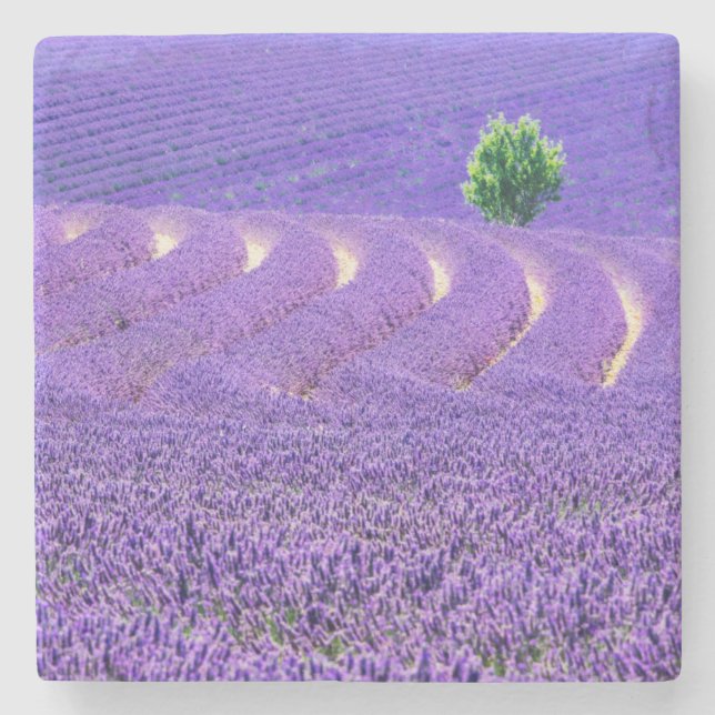 Lone tree in Lavender Field, France Stone Coaster (Front)