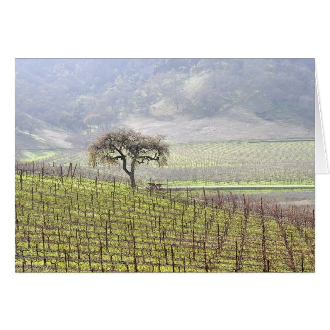 lone tree in vineyard (Front Horizontal)