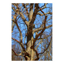 Lone  Tree in Winter